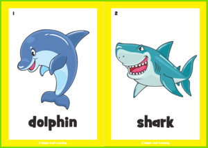 Aquarium Animal Flashcards